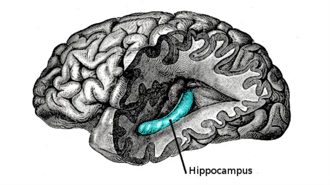 Ilustrasi letak hippocampus pada otak manusia. (Wikimedia/Bartleby/Looie496 untuk ranah publik)