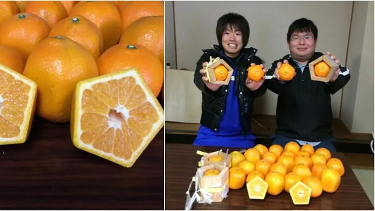 Photo copyright en.rocketnews24.com