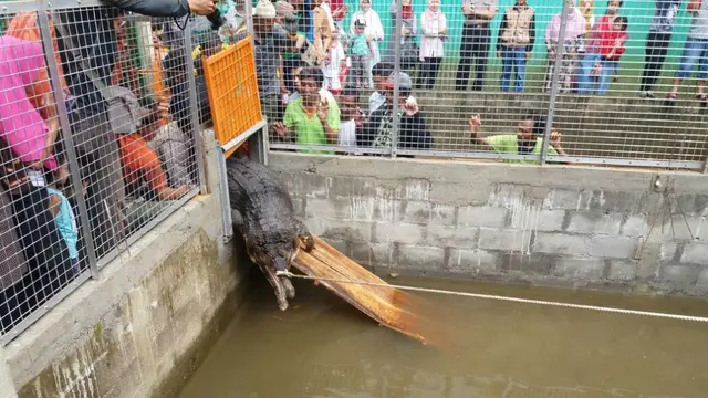 Buaya Sinyulong dilepas ke kandang penangkaran, ditonton oleh puluhan warga. (Foto: Liputan6.com/BKSDA Jateng/Muhamad Ridlo)