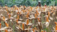 Hamparan ladang jagung saat panen raya di Tuban, Jawa Timur, Jumat (9/3). Panen raya tersebut menghasilkan 33,7 ton jagung. (Liputan6.com/Angga Yuniar)