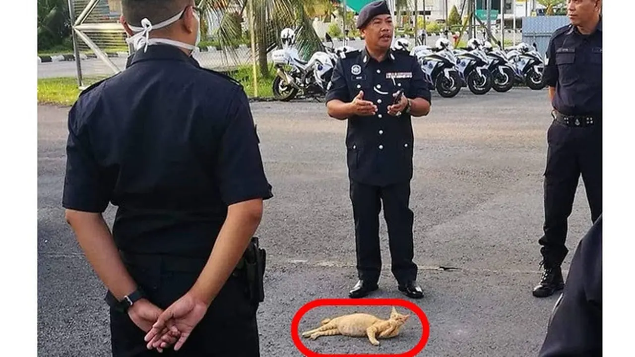 Kelakuan 5 Kucing Cari Perhatian Ini Bikin Tepuk Jidat