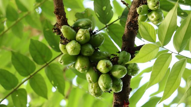 Ilustrasi belimbing wuluh