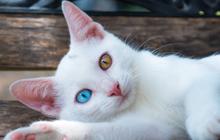 Mitos Mata Kucing Beda Warna, Dianggap Membawa Keberuntungan