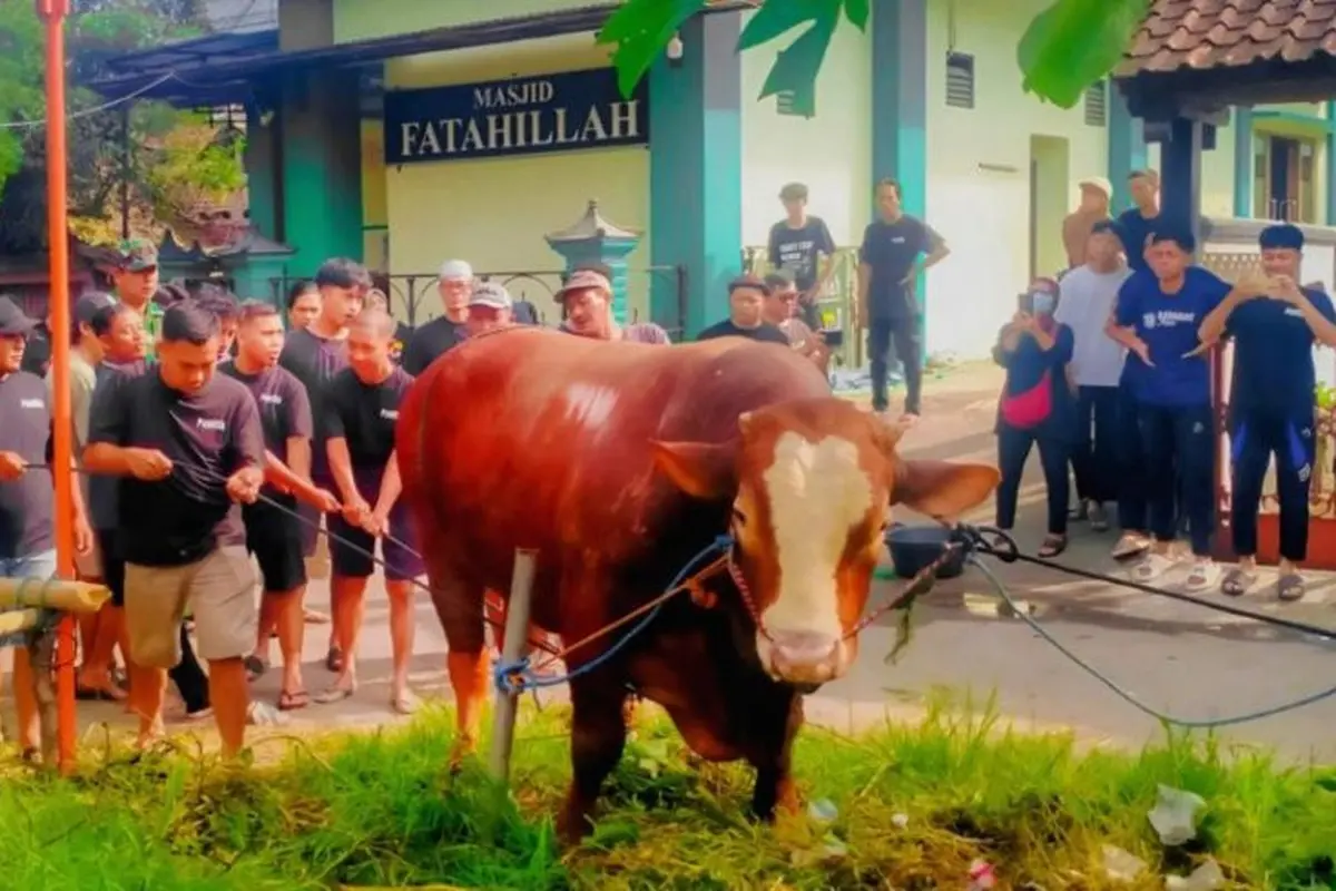 Sapi kurban berukuran jumbo seberat 1,1 ton yang dikirim ke Masjid Fatahillah di Kabupaten Sleman, Provinsi Daerah Istimewa Yogyakarta (DIY).