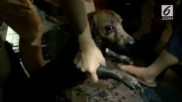 VIDEO: Drama Penyelamatan Anjing yang Terjebak di Got