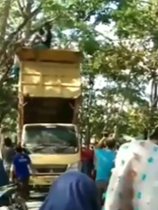 Dikira Mau Bunuh Diri, Remaja yang Panjat Pohon Ini Bikin Geger Warga