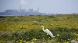 Seekor bangau berdiri di dekat bunga yang sedang mekar di gurun Atacama, dekat Copiapo, Chili, Selasa, 4 Oktober 2022. Fenomena ini biasanya hanya terjadi setiap lima hingga tujuh tahun ketika hujan lebat yang jarang menyebabkan bunga bermekaran. (AP Photo/Matias Basualdo)