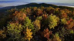 Pohon-pohon kayu keras, menampilkan warna musim gugur tahunannya, menerangi puncak utama Pleasant Mountain di Bridgton, Maine, Amerika Serikat, Rabu (13/10/2021). Salah satu yang paling khas dari musim gugur adalah pohon-pohon yang berubah warna sebelum gugur. (AP Photo/Robert F. Bukaty)