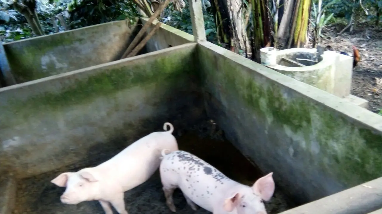 biogas kotoran babi