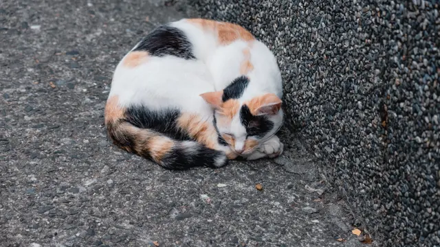 Dari Siaga sampai Santai Maksimal, Yuk Ketahui Suasana Hati Si Kucing dari Posisi Tidur