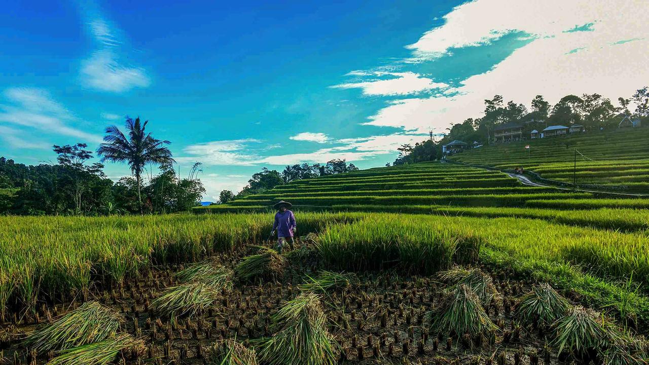 FOTO: Panen Padi di Terasering Cisalada