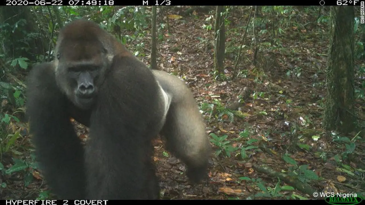 Gorila Cross River (WCS Nigeria)