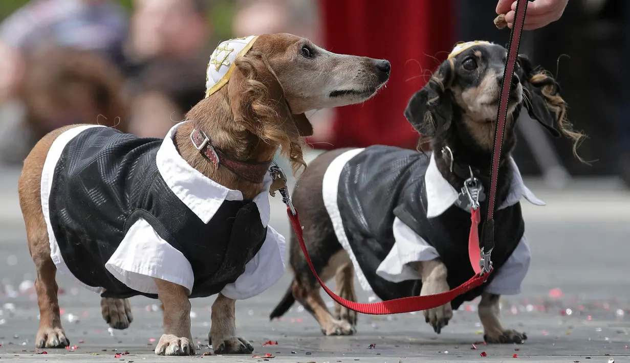 Dua ekor anjing jenis dachshund memakai kostum berwarna senada saat mengikuti Parade Dachshund di St.Petersburg, Rusia, Sabtu (27/5). (AP Photo / Dmitri Lovetsky)