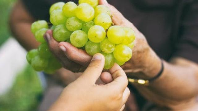 ilustrasi buah anggur.