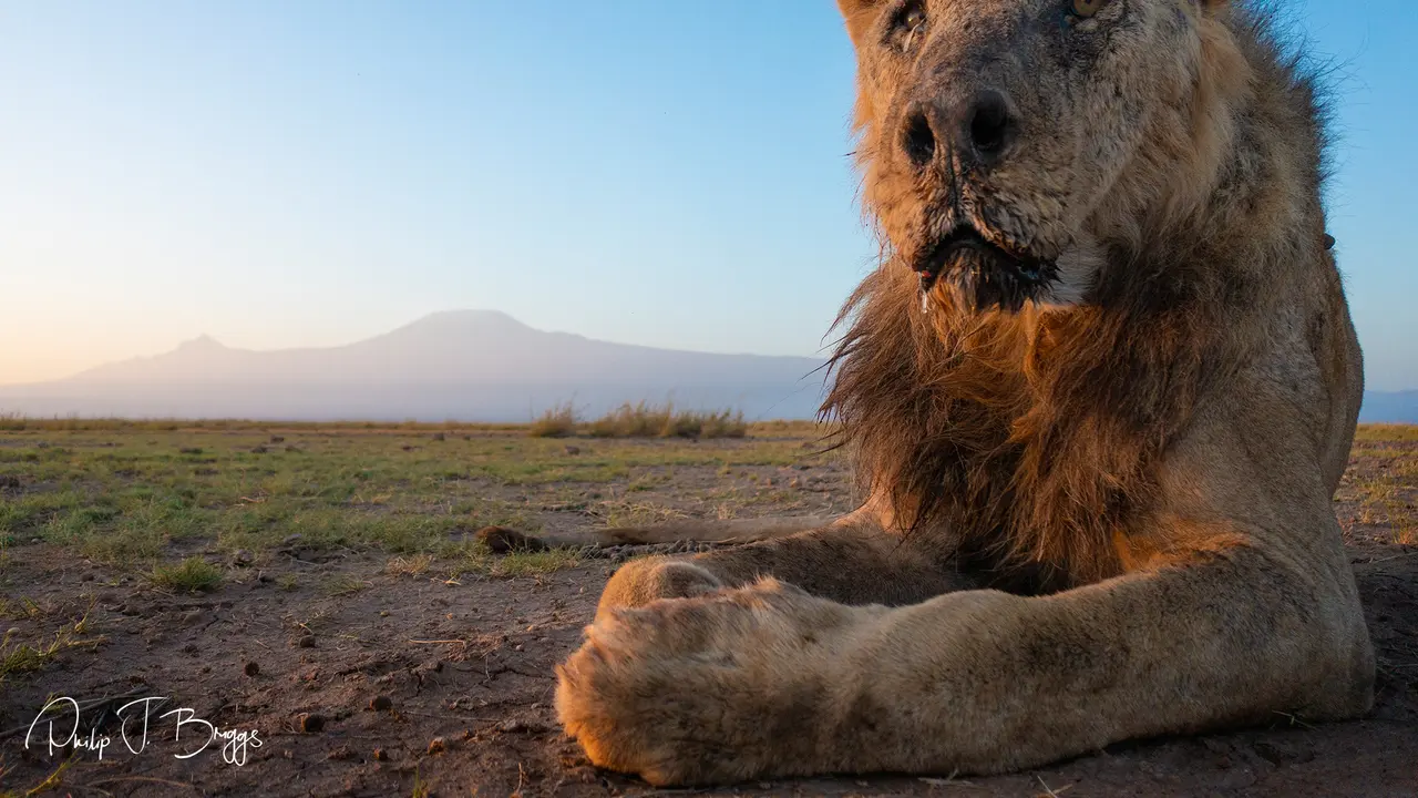 Loonkiito, singa tertua di Afrika.