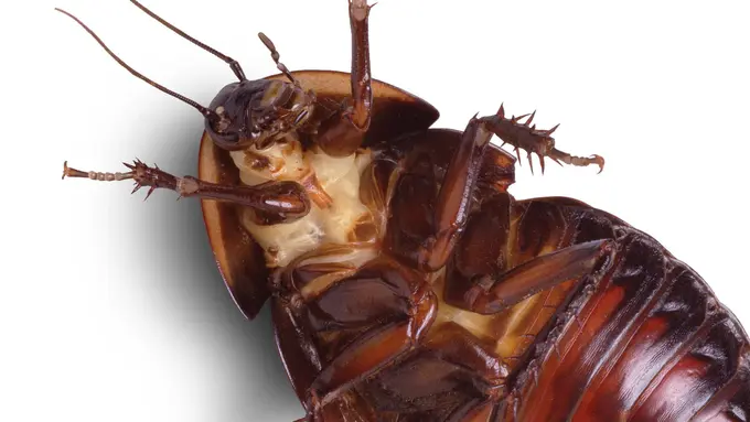 [Bintang] Waspada Saat Tidur! Jangan Sampai Kemasukan Kecoak Kayak Dia