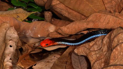 Ular Cabai Besar (Calliophis bivirgatus) (Wikimedia Commons)