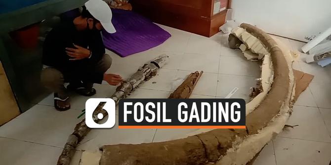 VIDEO: Fosil Gading Gajah Purba Usia 1,5 Juta Tahun Ditemukan di Pati