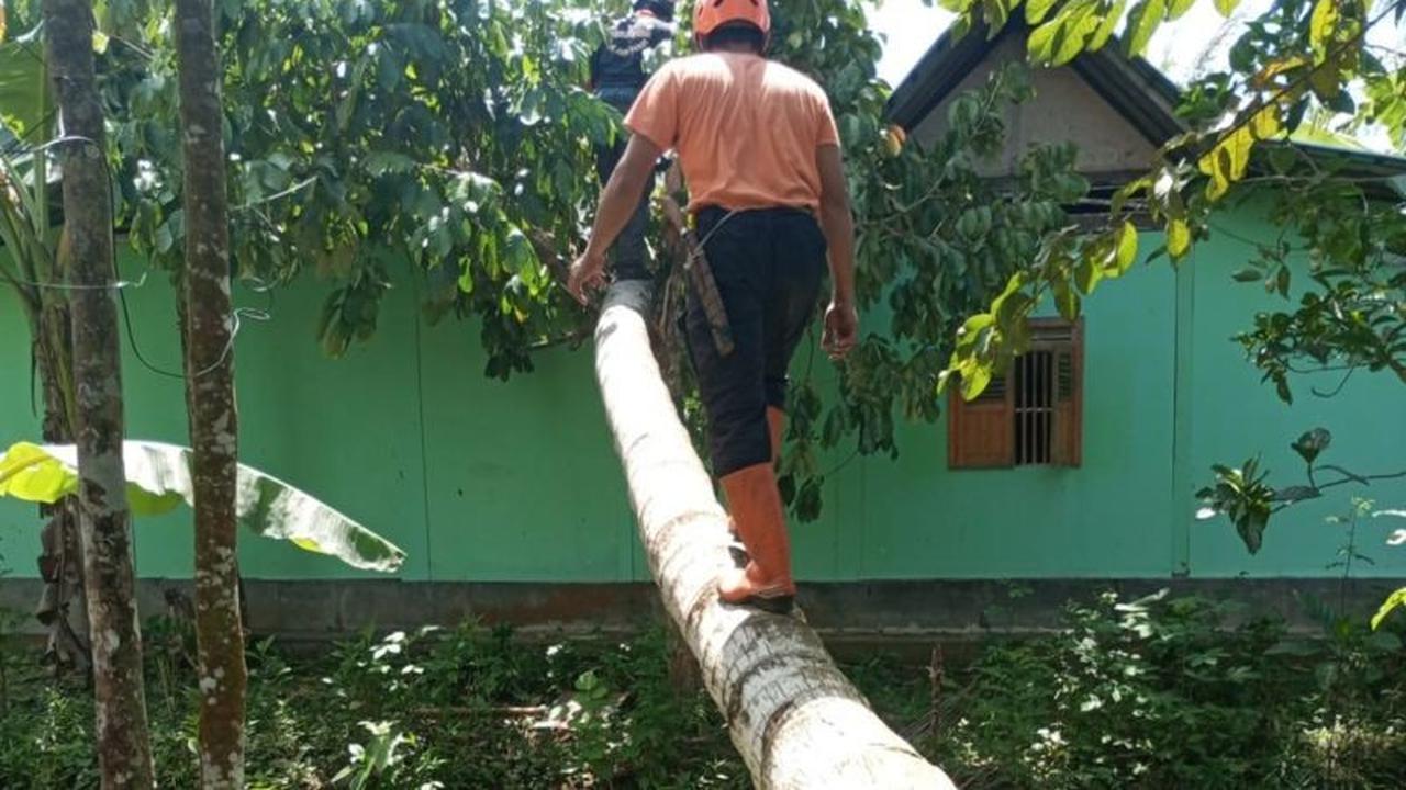 BPBD Ciamis Terus Tangani Pohon Tumbang Akibat Cuaca Ekstrem, Ratusan Rumah Terdampak