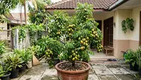 9 Cara Mengerdilkan Pohon Kedondong agar Muat di Pot dan Berbuah Lebat