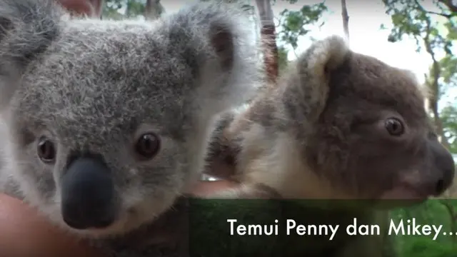 Penny dan Mikey adalah dua bayi koala dari induk yang berbeda. Mereka bertemu setelah induk Mikey, kekurangan ASI untuk bayinya. Berkat pertolongan Ibu Penny, kedua bayi ini kini nampak seperti saudara kembar