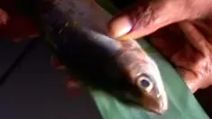liputan6