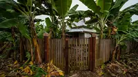 7 Jenis Pagar Tanaman yang Menarik Ular Kobra