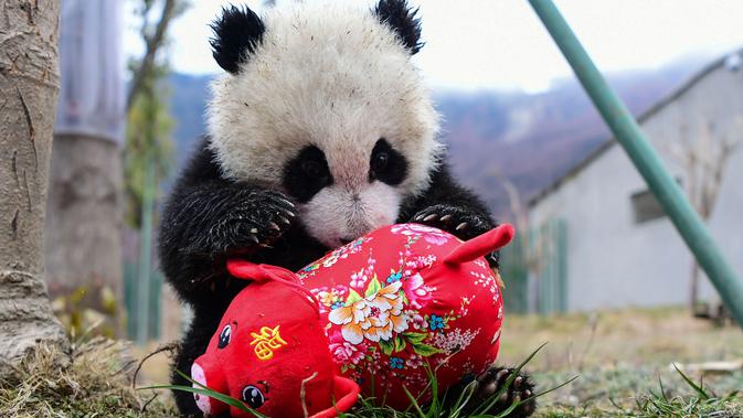Seekor panda bermain dengan boneka babi di kandangnya menjelang  Tahun Baru Imlek,di provinsi Sichuan, China, 31 Januari 2019. Sebelas anak panda yang lahir tahun 2018 diperlihatkan kepada publik untuk menyambut Imlek pada 5 Februari. (STR/AFP)