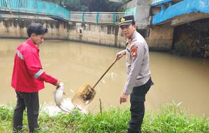 Ikan mati dampak Kali Jalatreng tercemar pestisida (Dok: Istimewa)