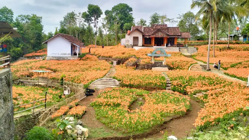 Kebun Bunga Amarilis yang mekar