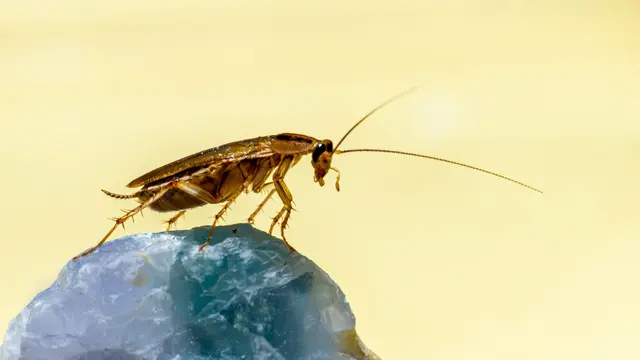 Cockroach