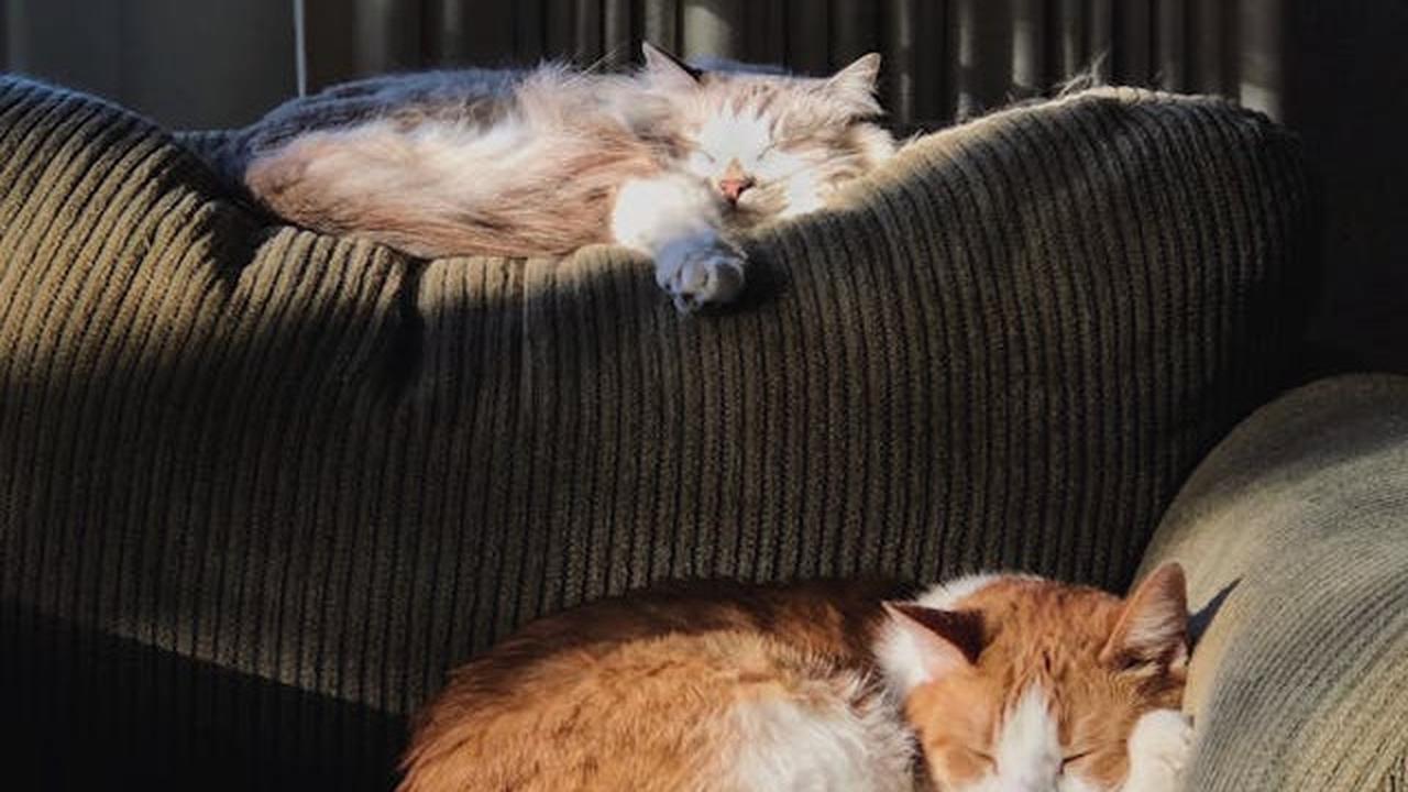 Pastikan Kucing Memiliki Lingkungan yang Nyaman