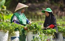 BRIN Dorong Peran Komunitas Pemulihan Pascabencana, Percepat Transformasi Berkelanjutan