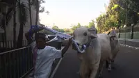 Presiden Jokowi tetap mengirimkan seekor sapi untuk qurban ke Masjid Istiqlal