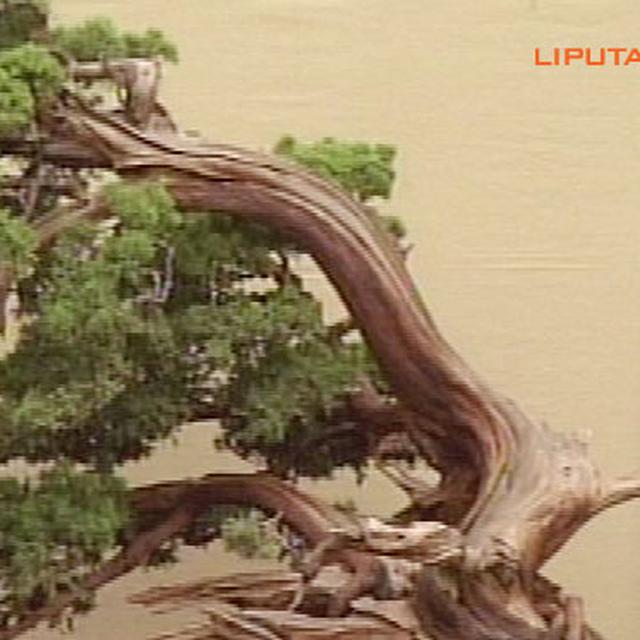 Model Bonsai Tertiup Angin Terbaru | Cahunit.com