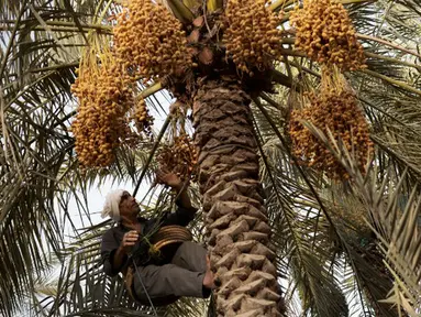 Seorang petani memetik kurma di sebuah perkebunan di Desa Bori, Manama, Bahrain, 5 Juli 2015. (AFP PHOTO/MOHAMMED AL - SHAIKH)