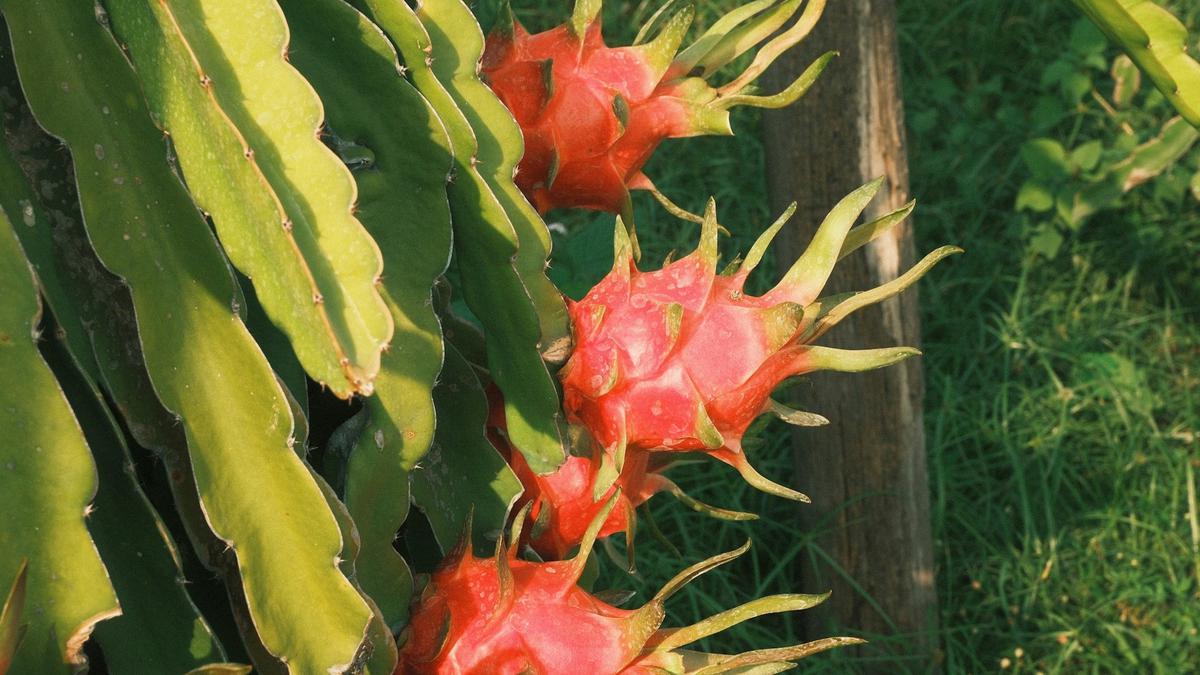 Buah Naga