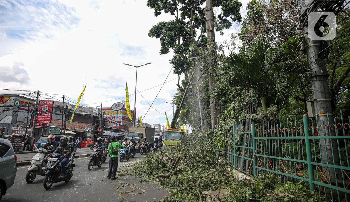 Petugas Suku Dinas Kehutanan Jakarta Timur menebang pohon di sisi jalan raya Bogor, Jakarta, Kamis (9/3/2023). Penebangan pohon dilakukan untuk antisipasi cuaca buruk yang seringkali mengakibatkan tumbangnya pohon di berbagai kawasan ibu kota. (Liputan6.com/Faizal Fanani)