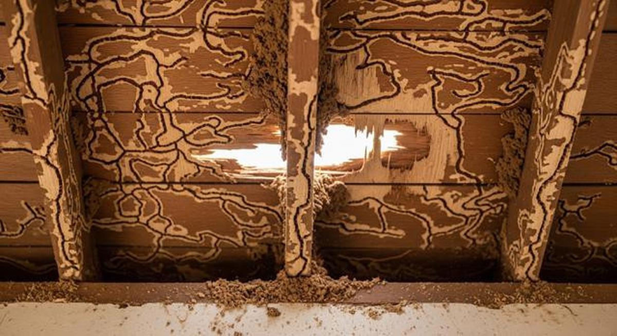 Cara Menghilangkan Rayap di Plafon Kayu
