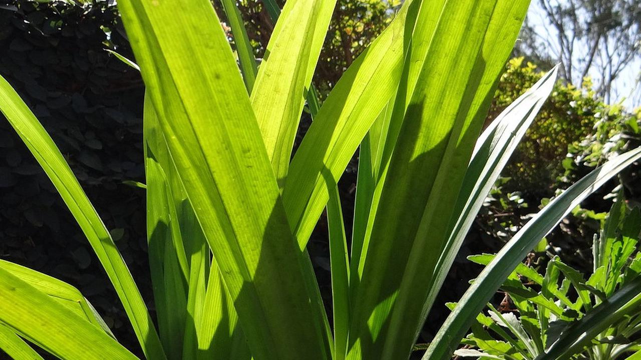 5 Mitos Mandi Daun Pandan yang Sering Dipercaya, Menghilangkan Aura Negatif