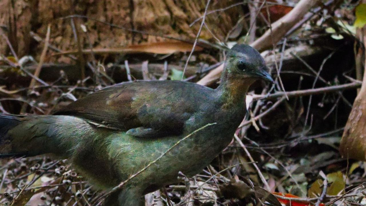 Video Burung Lyrebird Tirukan Banyak Suara, Ini Postingannya