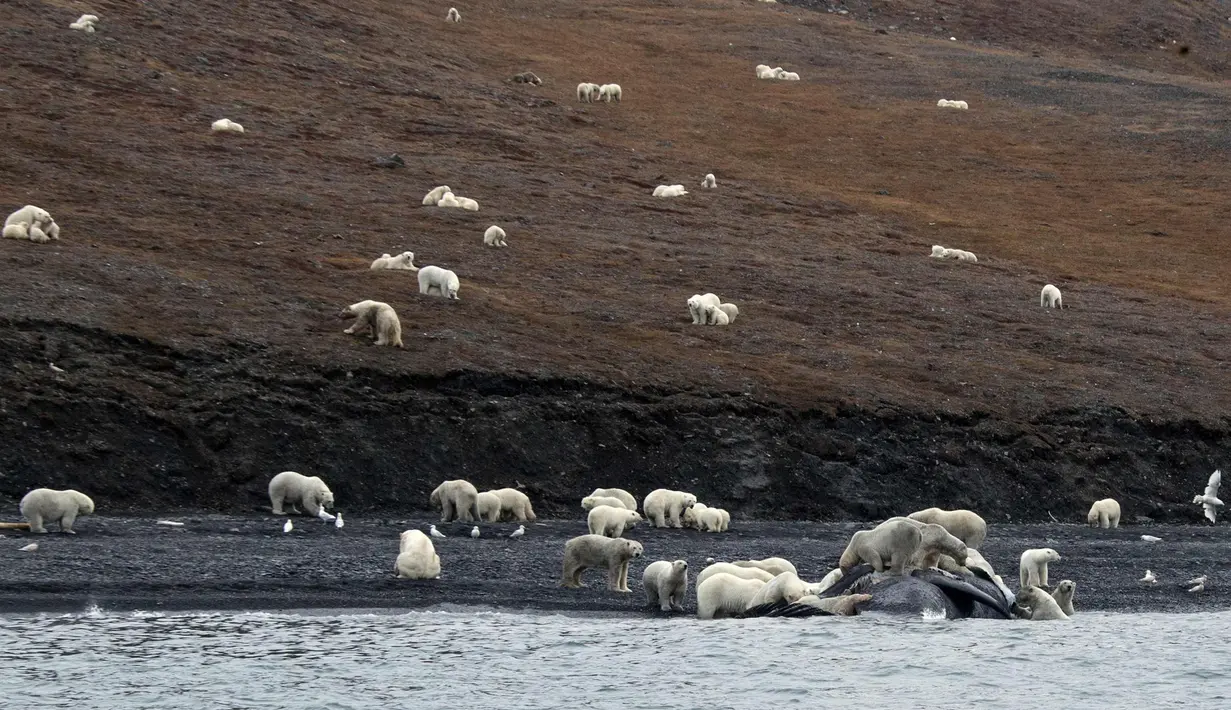Sejumlah beruang kutub berkumpul menikmati bangkai paus bowhead di Pulau Wrangel, pantai Rusia pada tanggal 19 September 2017. Kerumunan beruang kutub berada di pulau tersebut akibat adanya perubahan Arktik. (AFP Photo/Max Stephenson)