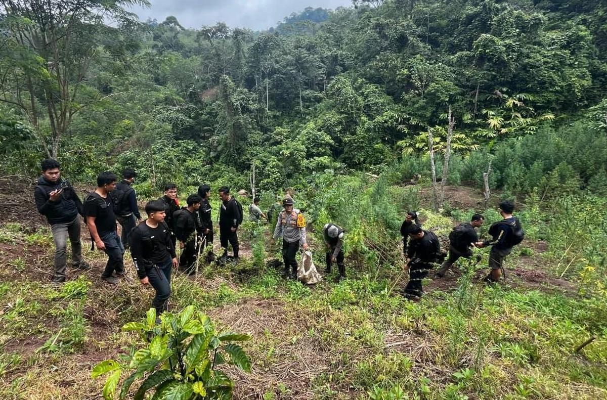 FOTO: Polda Sumsel Bongkar Ladang Ganja 20 Hektar di Empat Lawang