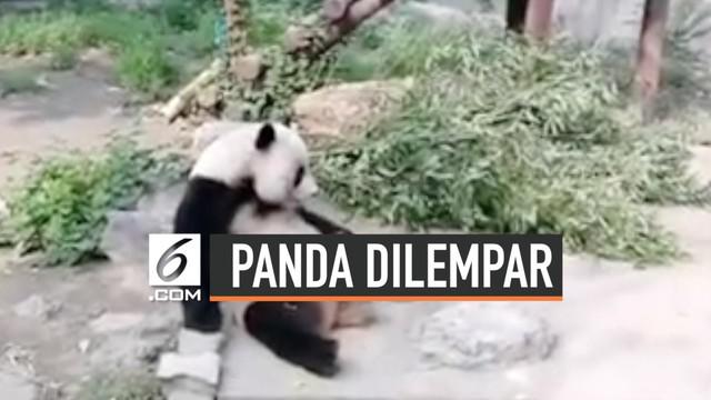 62 Contoh Gambar Ilustrasi Hewan Panda Gratis