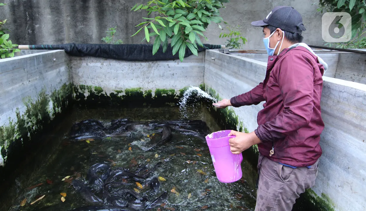 Seorang warga memberi pakan untuk ikan lele budidaya di Tangerang, Jumat (6/11/2020). Pemerintah setempat bersama warga memanfaatkan lahan untuk bubidaya ikan lele guna menggerakan ekonomi masyarakat di masa pandemi COVID-19. (Liputan6.com/Angga Yuniar)