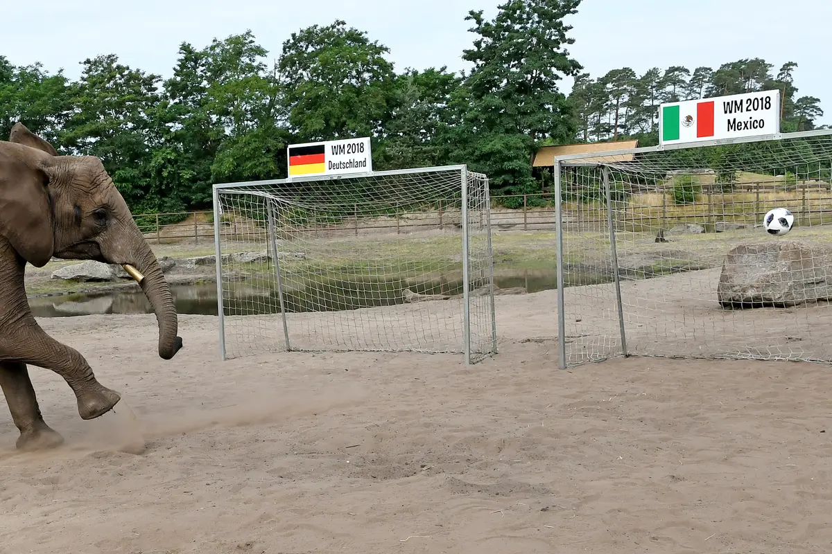 Nelly si gajah
