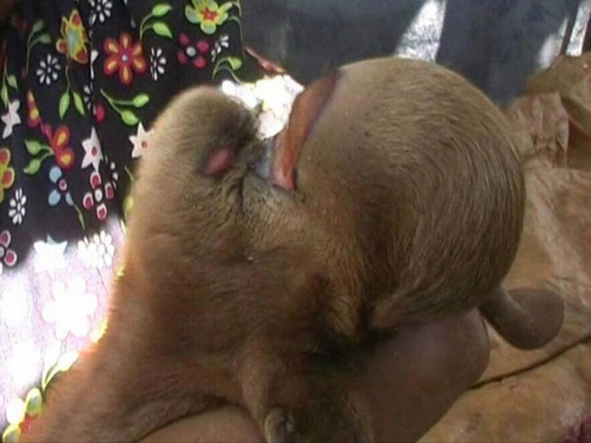 Penampakan anak kambing berkepala mirip kera gegerkan warga Batang