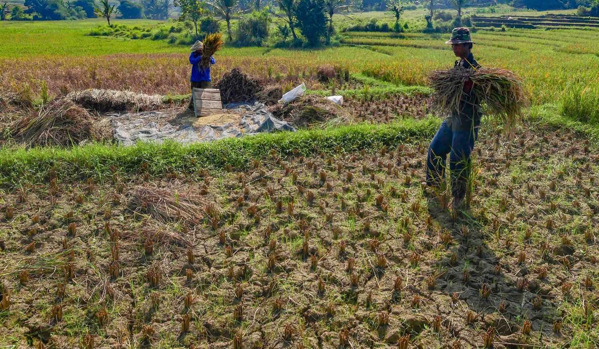 FOTO: Wereng dan Kekeringan Picu Gagal Panen di Jonggol