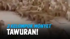 THUMBNAIL monyet