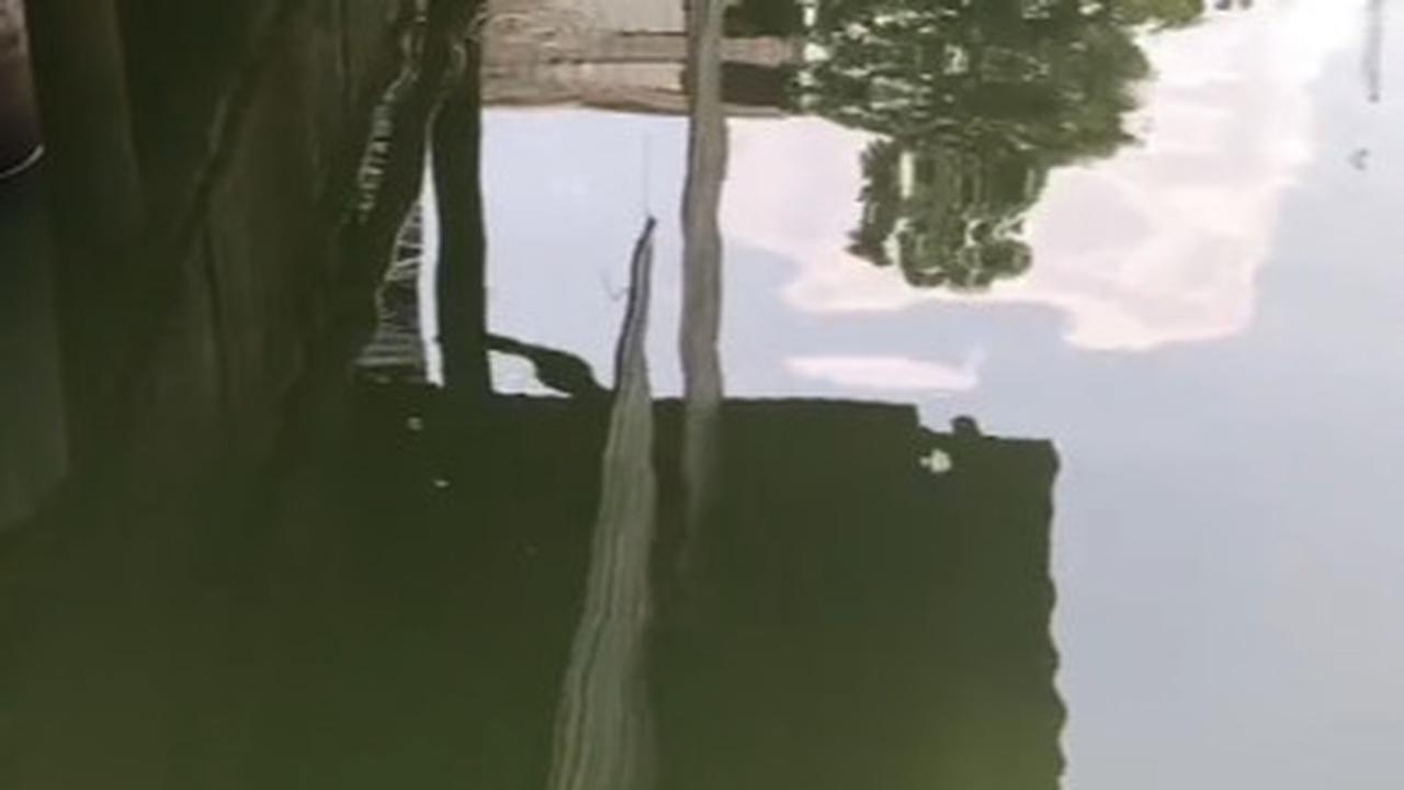 Viral Aksi Damkar Evakuasi Ikan Aligator di Kolam Sekolahan, Curi Perhatian